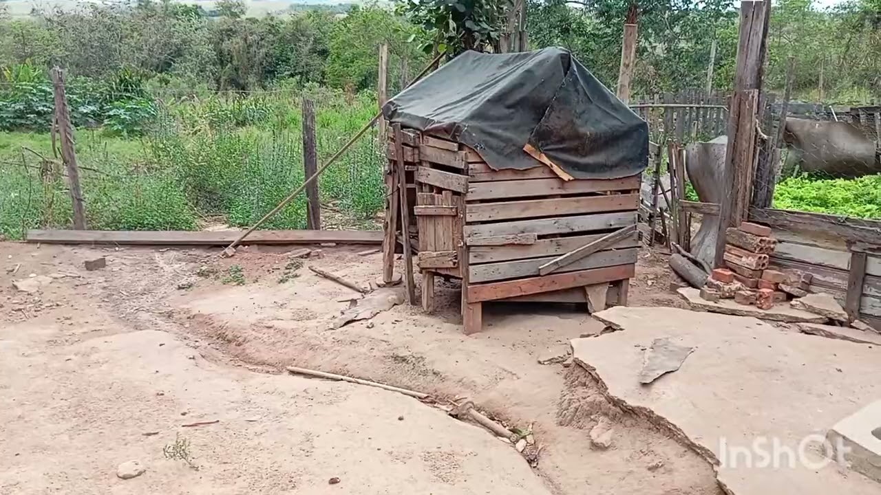 Estou vivendo a multiplicao abati 8 frangos chegou 16 pintinhos