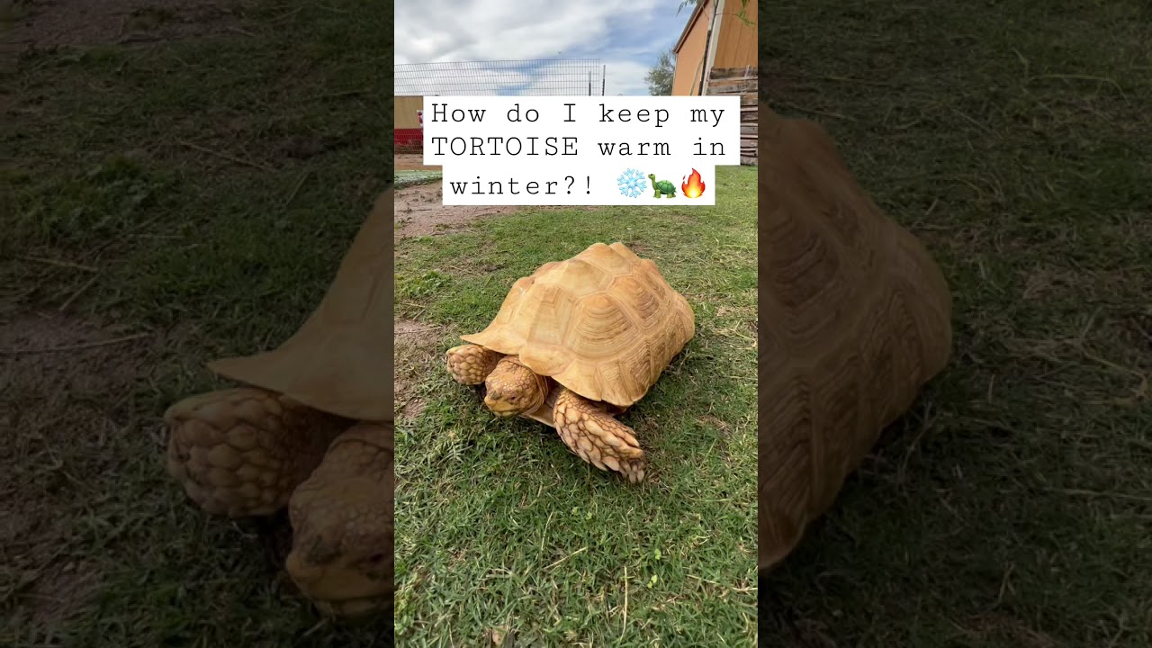 Как согреть черепах зимой?