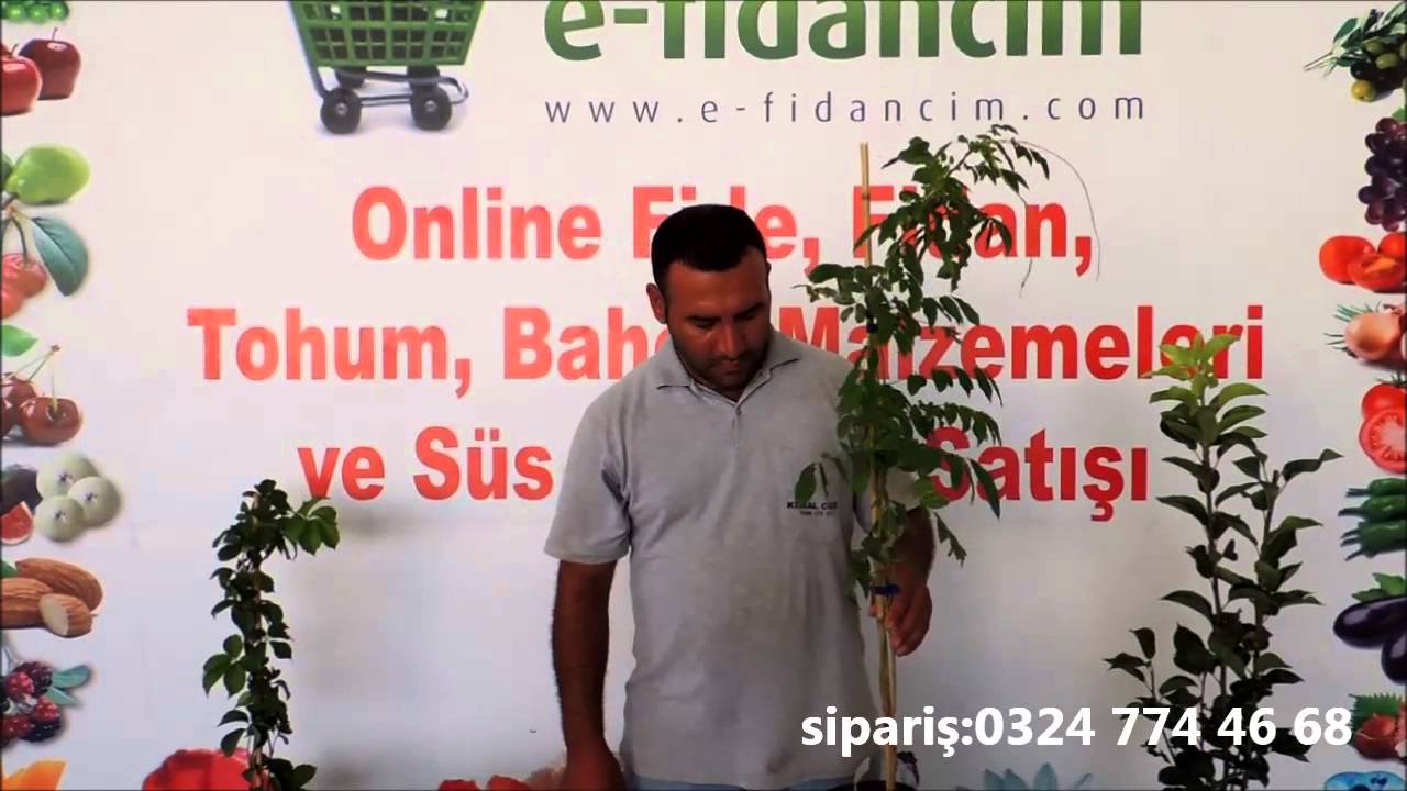 Mor Salkım Fidanı Özellikleri ve Fidanı Satışı