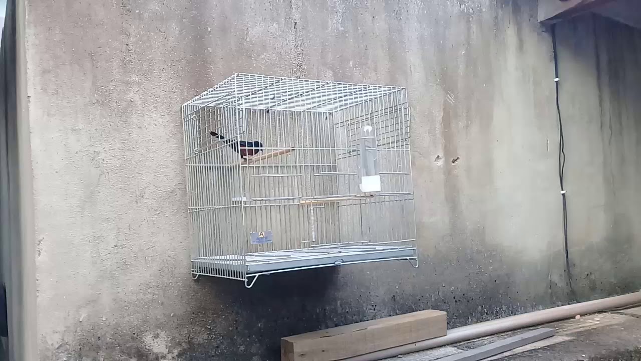 Como colocar o curió para galar e como aprontar a fêmea/ #Guga 083