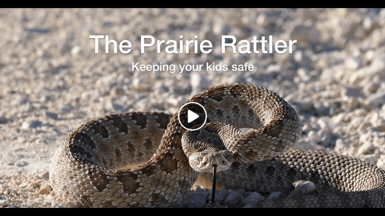 The Prairie Rattlesnake: Keeping Your Kids Safe