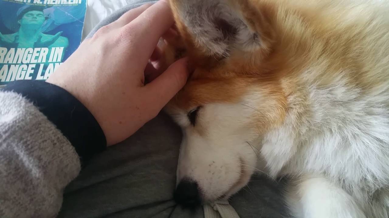Petting a Sleeping Corgi #EffieCorgMonster