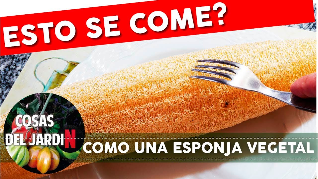 #CUCURBIERNES EP. 17 - Comí una ESPONJA VEGETAL y pasó ESTO
