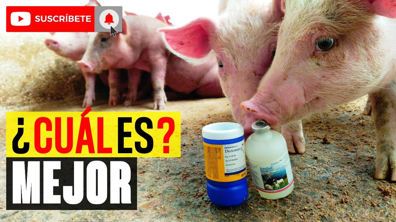 DESPARASITA a tus CERDOS | &iquest;Cu&aacute;l MEDICAMENTO es mejor para DESPARASITAR? DORAMECTINA o IVERMECTINA