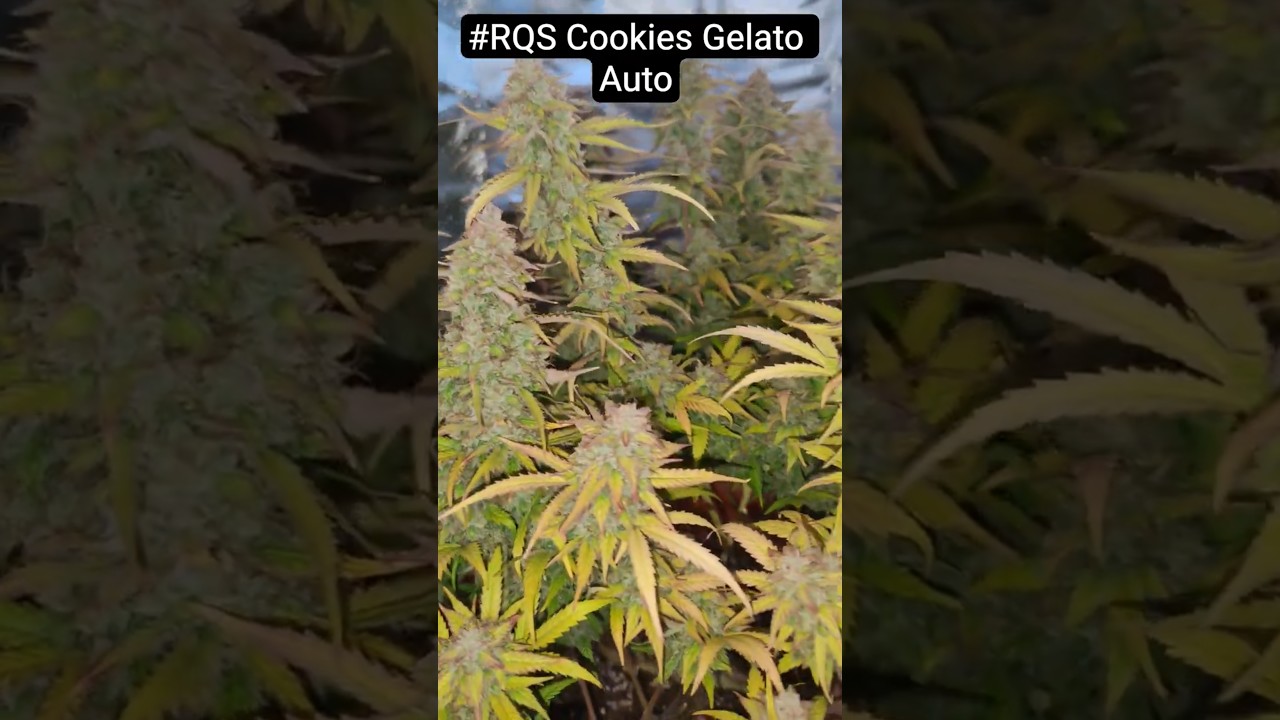 RQS cookies gelato auto #plants #garden #cannabiseducation​ ​ #royalqueenseeds​ #RQS
