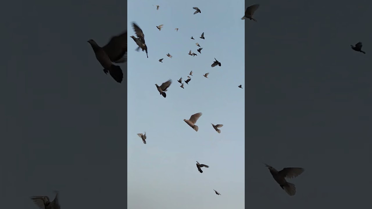 😱😱🕊️#kabootarba #kabutarlove #pigeon #raisenpigeons #kabootar #pigeonlaver #kabutar #kabootarloft05