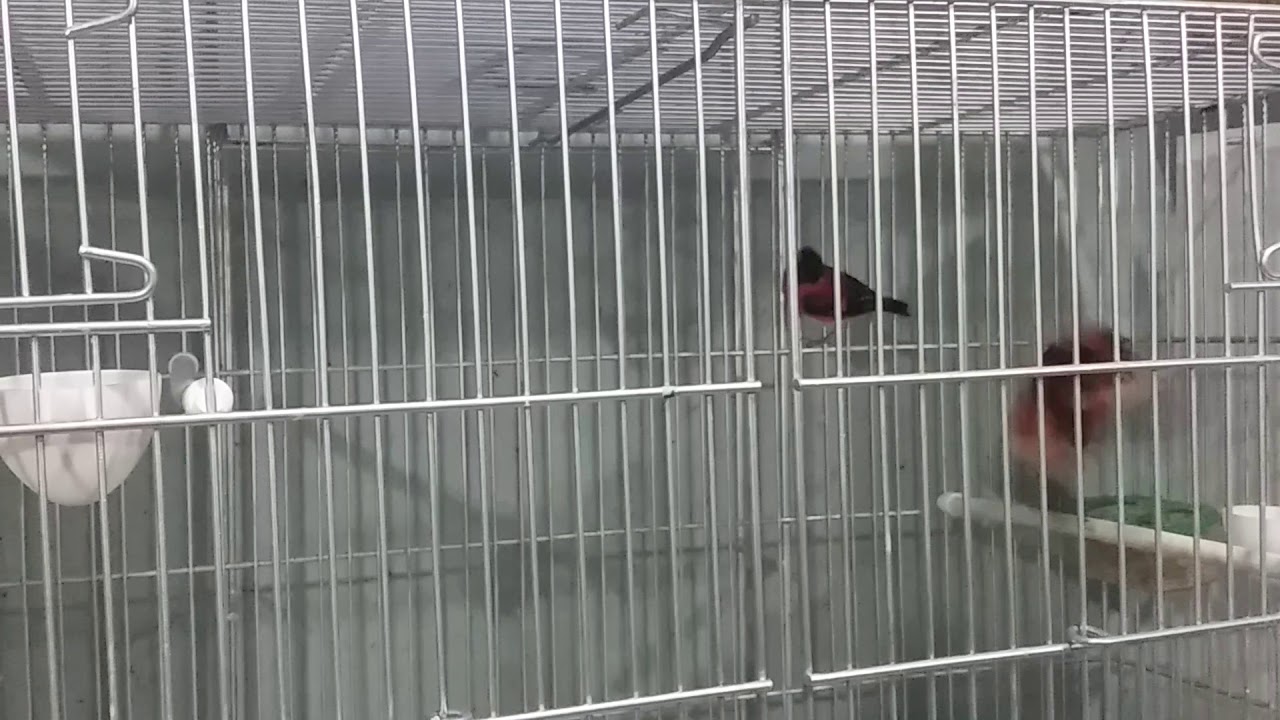 Tarin da Venezuela - pintassilgo venezuelano - Carduelis cucullata