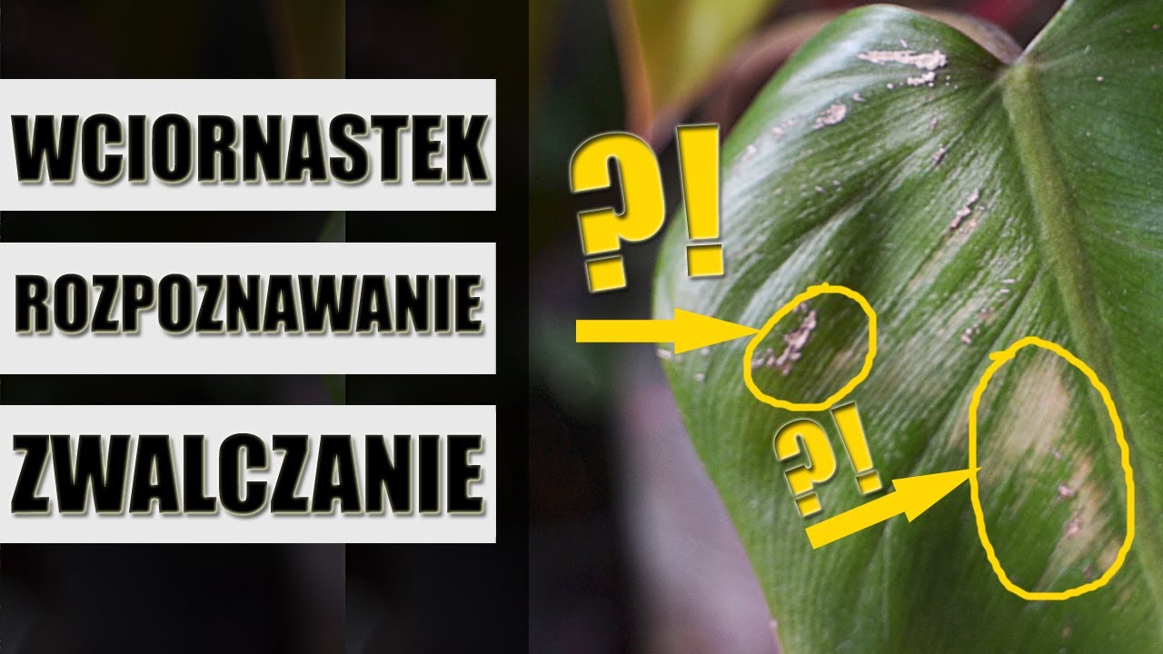 Jak pozbyć się wciornastka? WCIORNASTKI to szare, żółte, suche plamy i rany na liściach