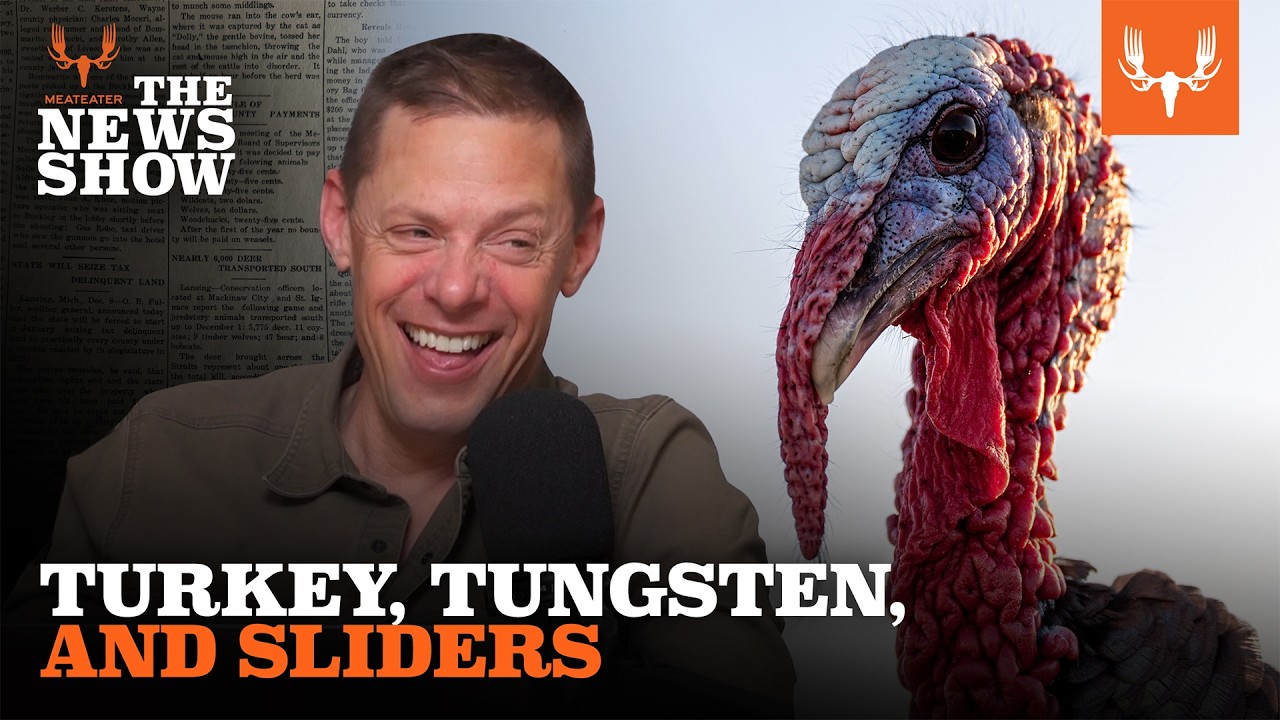 Turkeys Break the Internet and Black Bear Politics Flare | The News Show Ep. 853