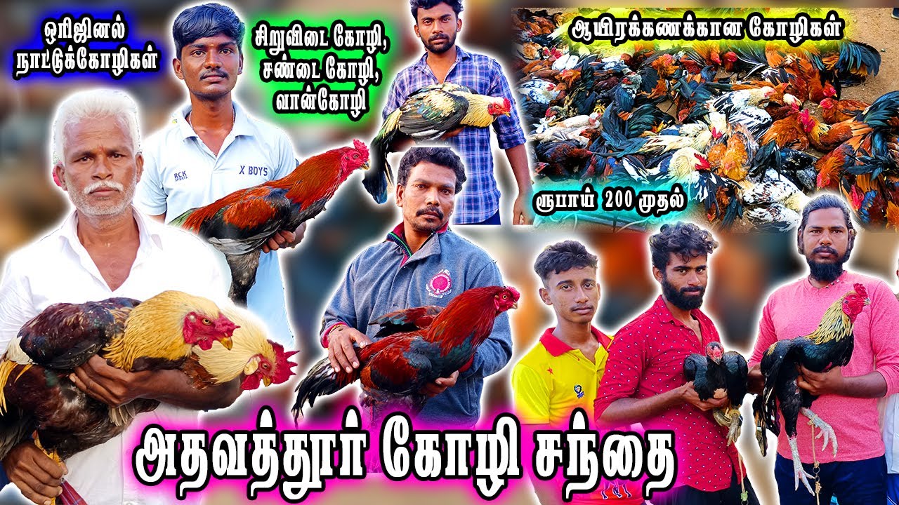 அதவத்தூர் கோழி சந்தை | அதவத்தூர் சந்தை| adhavathur market |Adhavathur koli santhai |Thayanur santhai