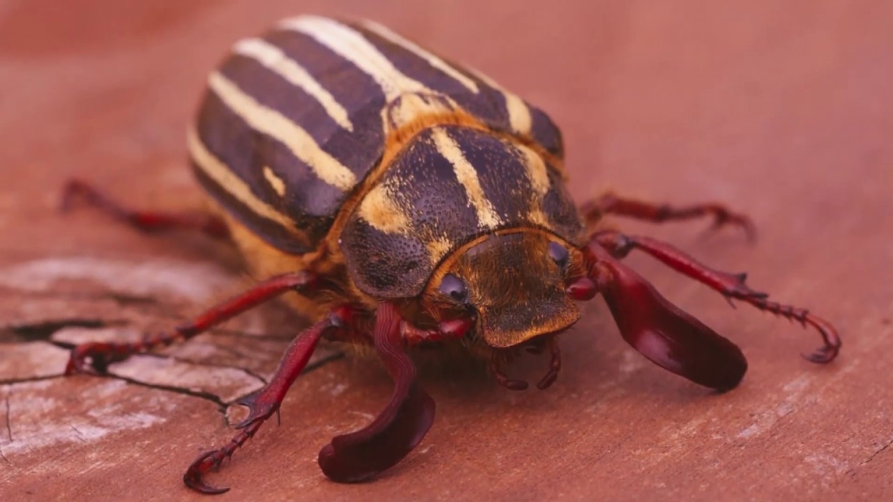 U FOR UNLINED GIANT CHAFERS|FUN FACTS ABOUT UNLINED GIANT CHAFERS!|EUROPEAN CHAFERS|JUNE BEETLES