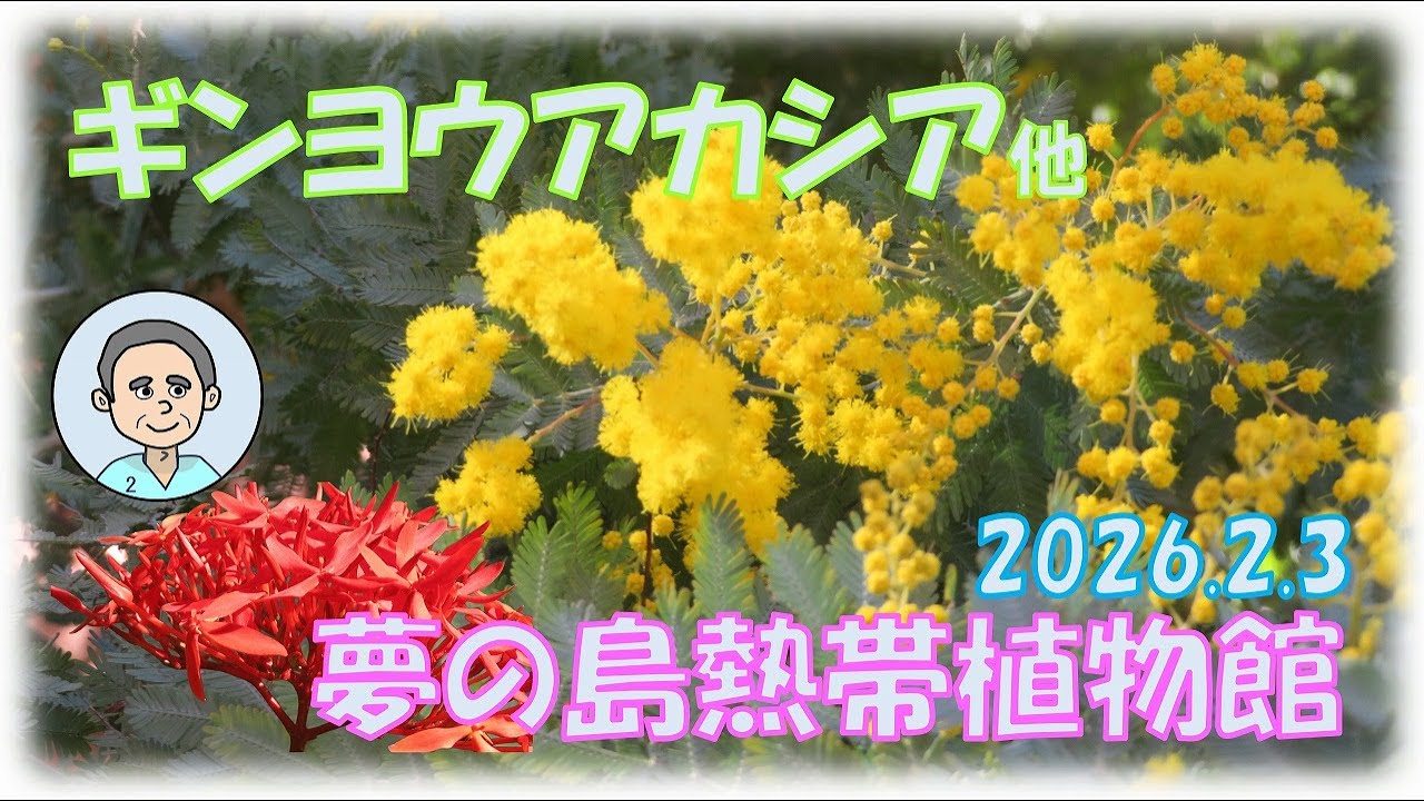 ギンヨウアカシア他【東京都夢の島熱帯植物館】