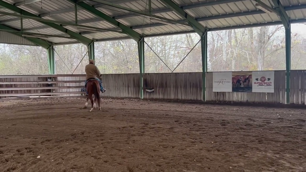 2yo colt starting