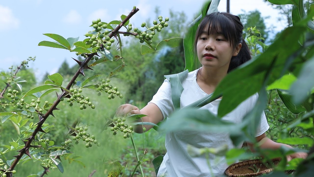 【二米炊烟】山顶的青花椒丰收了，花几天时间，为家人做两道特色美食，藤椒钵钵鸡和藤椒鱼 I  Green peppercorns