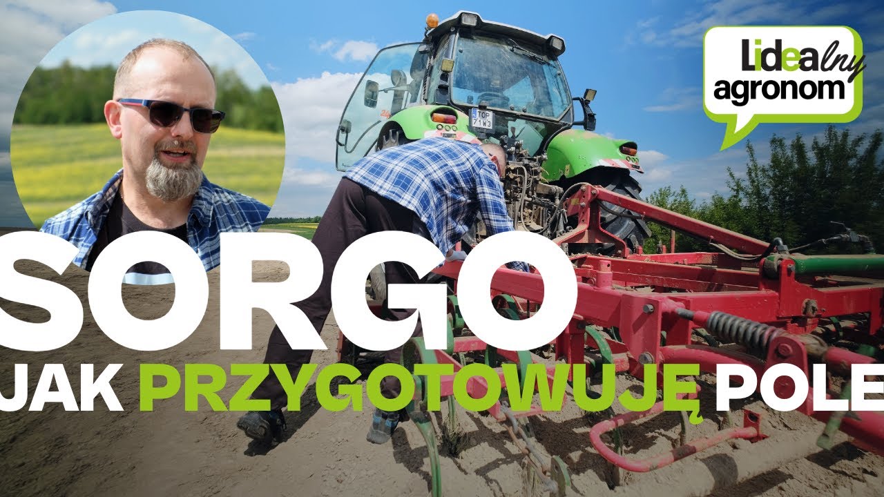 Jak przygotować pole pod sorgo? Agrotechnika i nawożenie krok po kroku