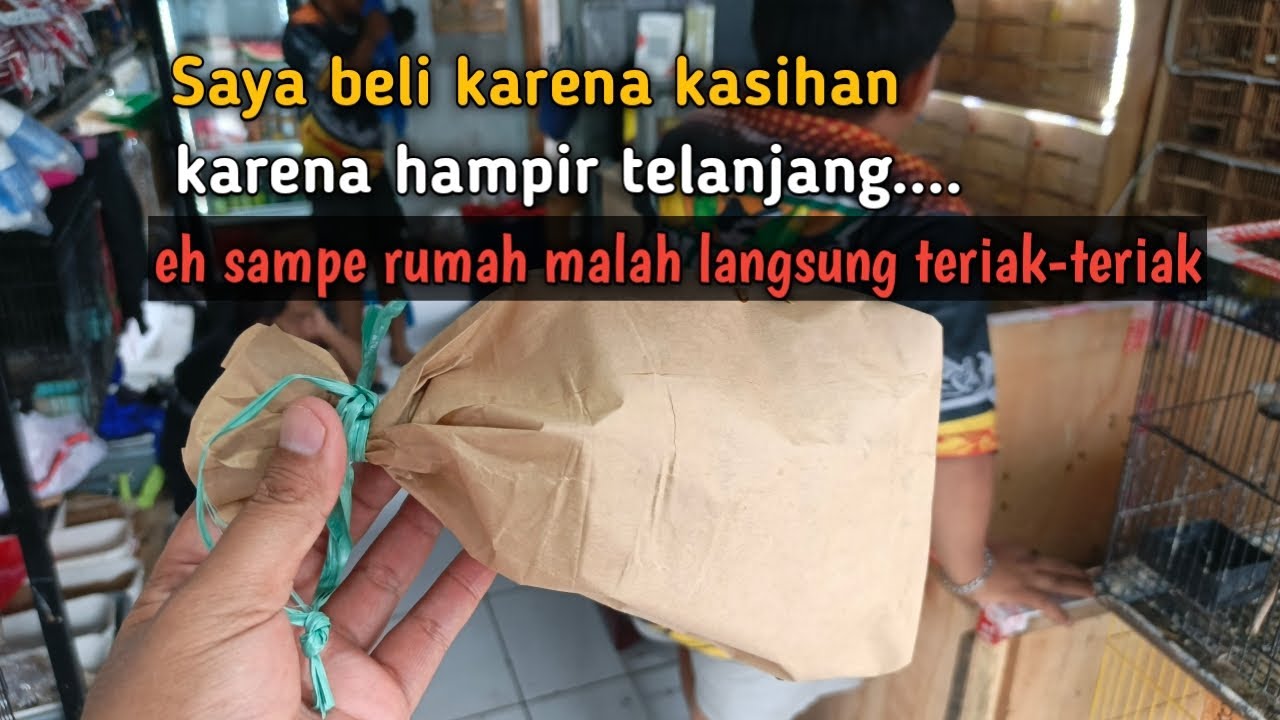 Ngombyok pleci montanus!!! Dari niat kasihan malah dapat yang yang teriak teriak. 