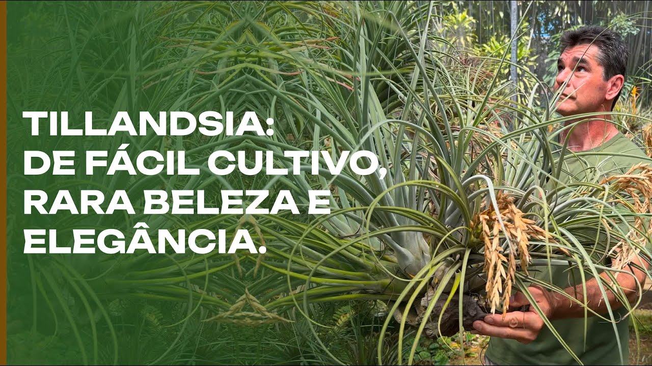 PLANTA FÁCIL: Tillandsia, tudo sobre as Plantas do Ar as mais fáceis de cuidar!