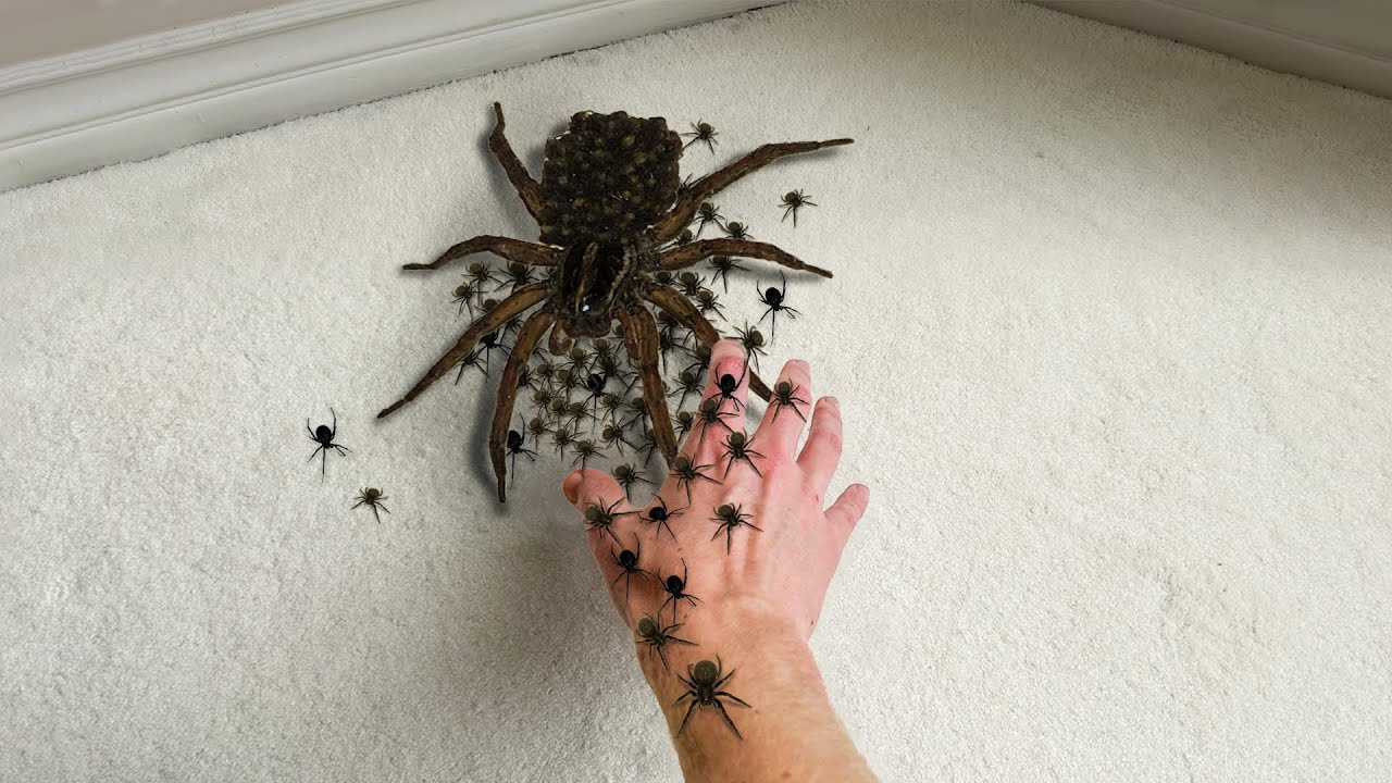 зачем я связался с матерью-ПАУКОМ...