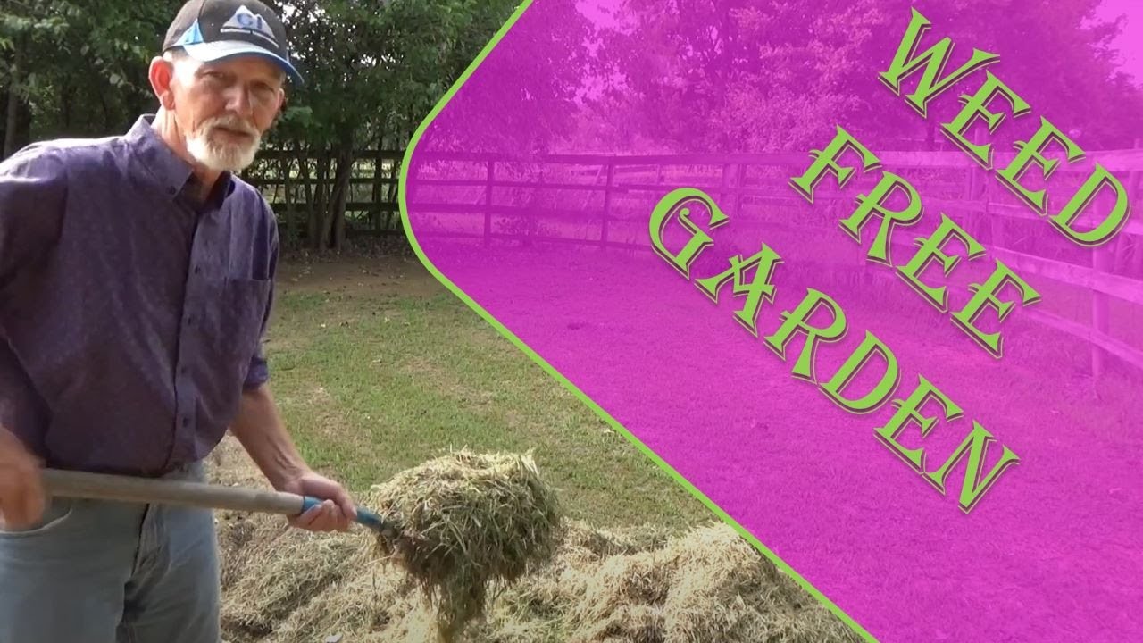 How To Start A Weed Free, Deep Mulch, No Till Garden, 9-13-2020