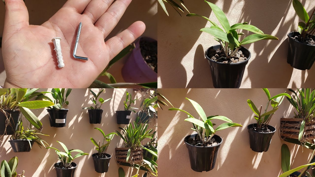 Como colocar os vasos das orquídeas na parede