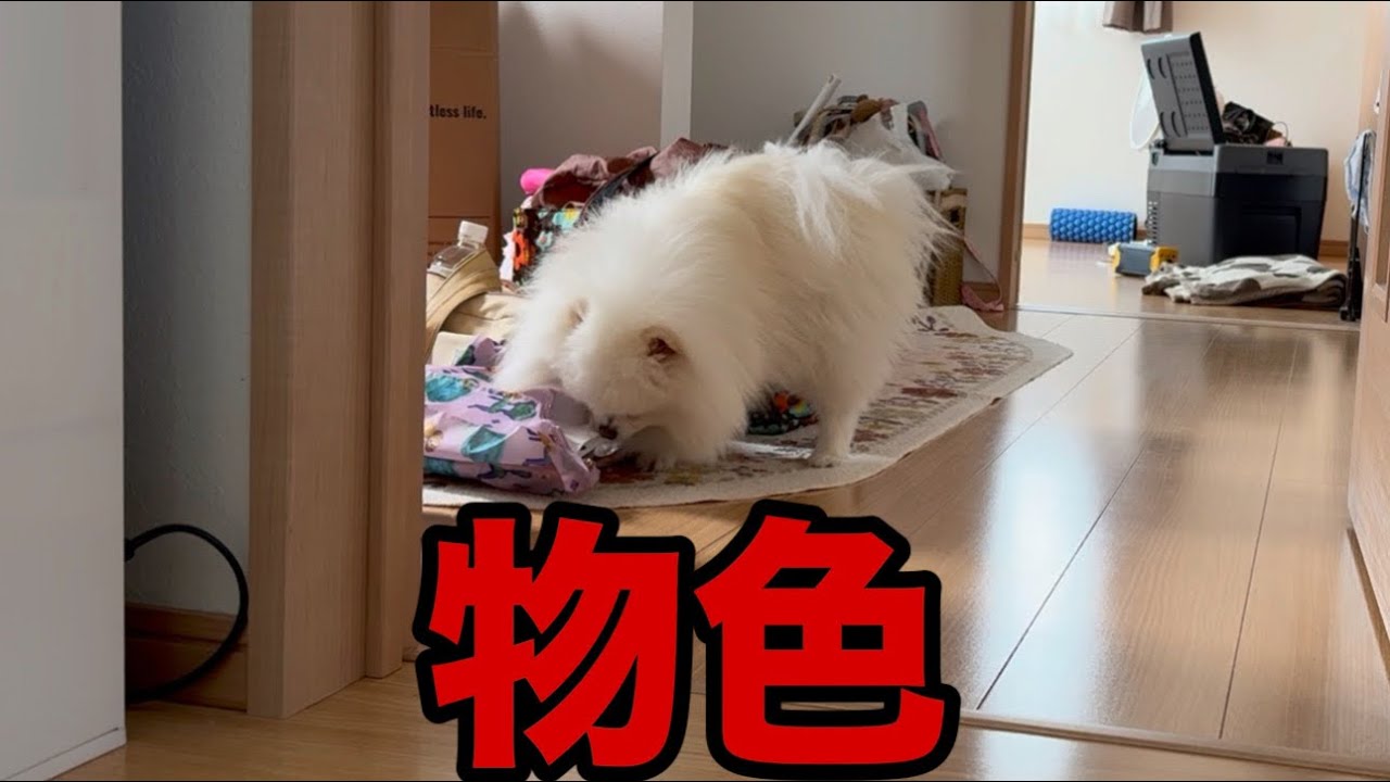 買い物袋の中身を見て何もないと分かると超不機嫌になるポメラニアン
