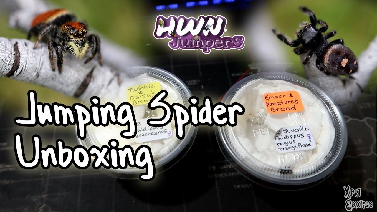 Jumping Spider Unboxing (HWN)