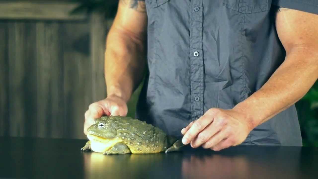 Pet World Insider Tip - Dan Mulleary, African Bull Frog