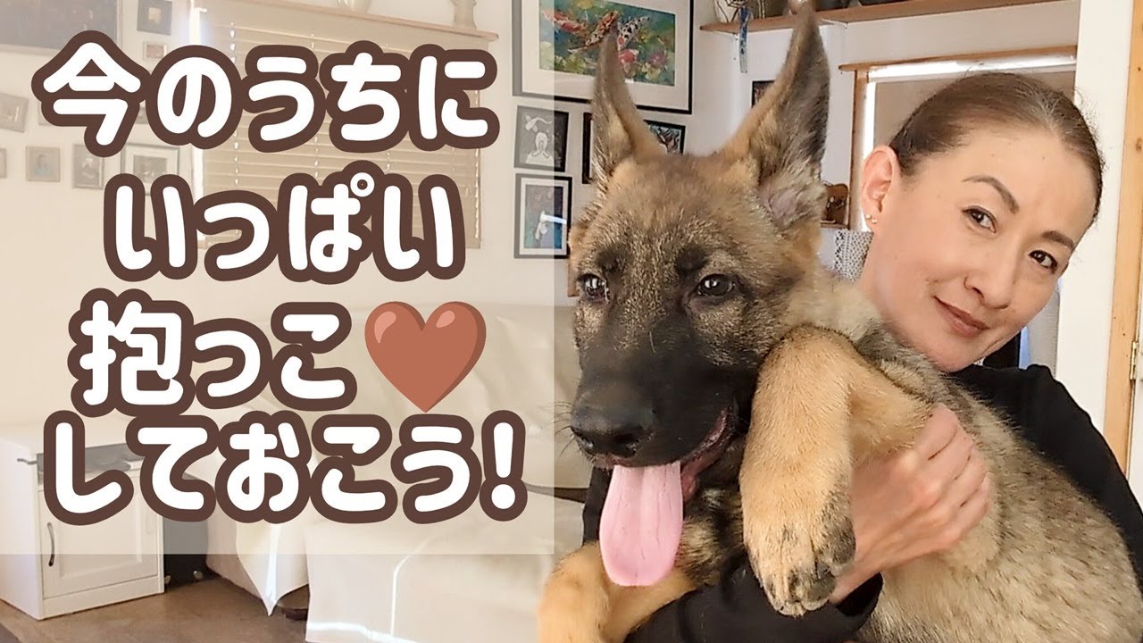 【ジャーマンシェパード】飼い主よりも小さい時期はあっという間、今はこのサイズを楽しんでいます😁