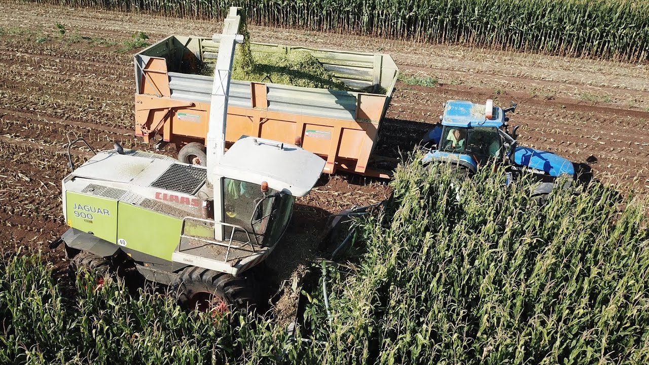 Claas Jaguar 900 | Arion 460 | New Holland TM 165 | Trinciato mais 2023
