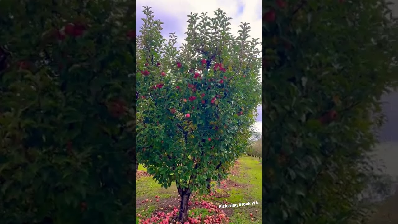 Apple farm in Pickering Brook WA