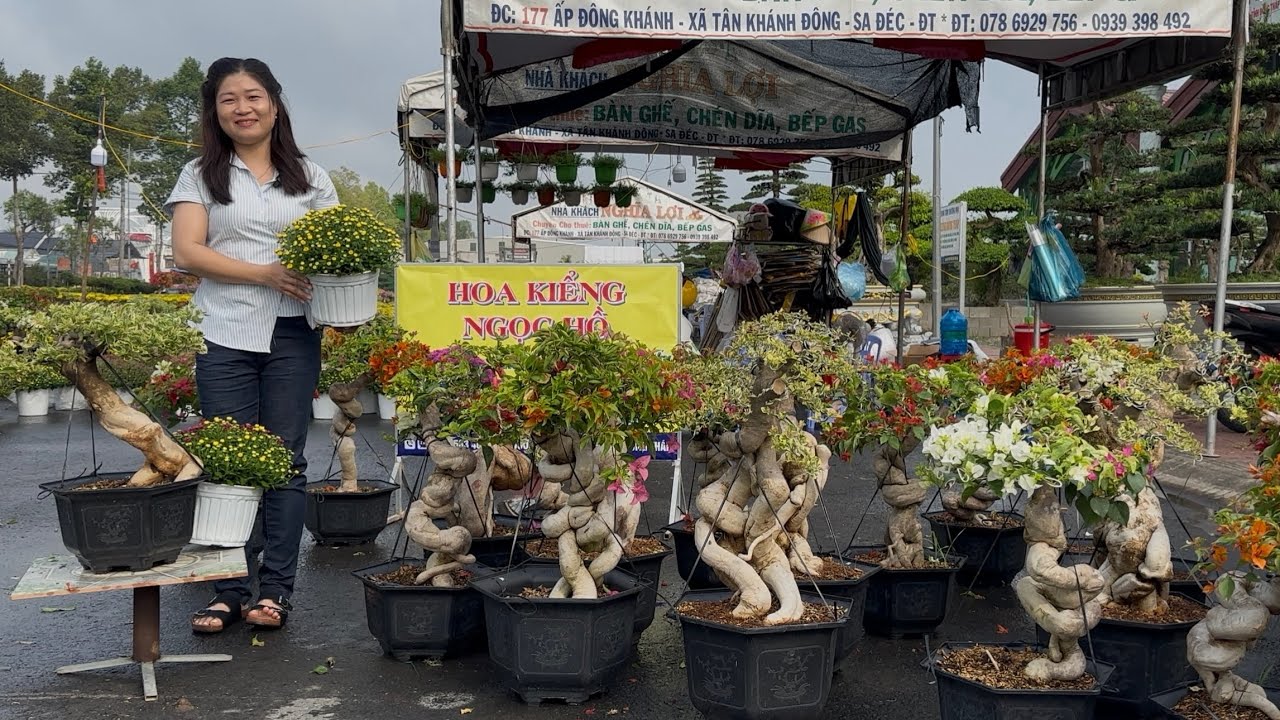 Hoa giấy Tết bonsai siêu đẹp, nhiều màu siêu búp nụ giao lưu toàn quốc ☎0979.563.401 Ngọc Hồ