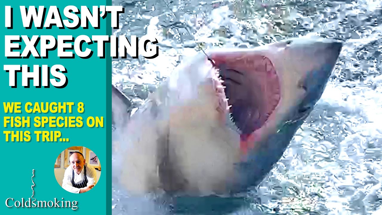 I like SHARKS but this is ridiculous - Boat Fishing from Weymouth UK