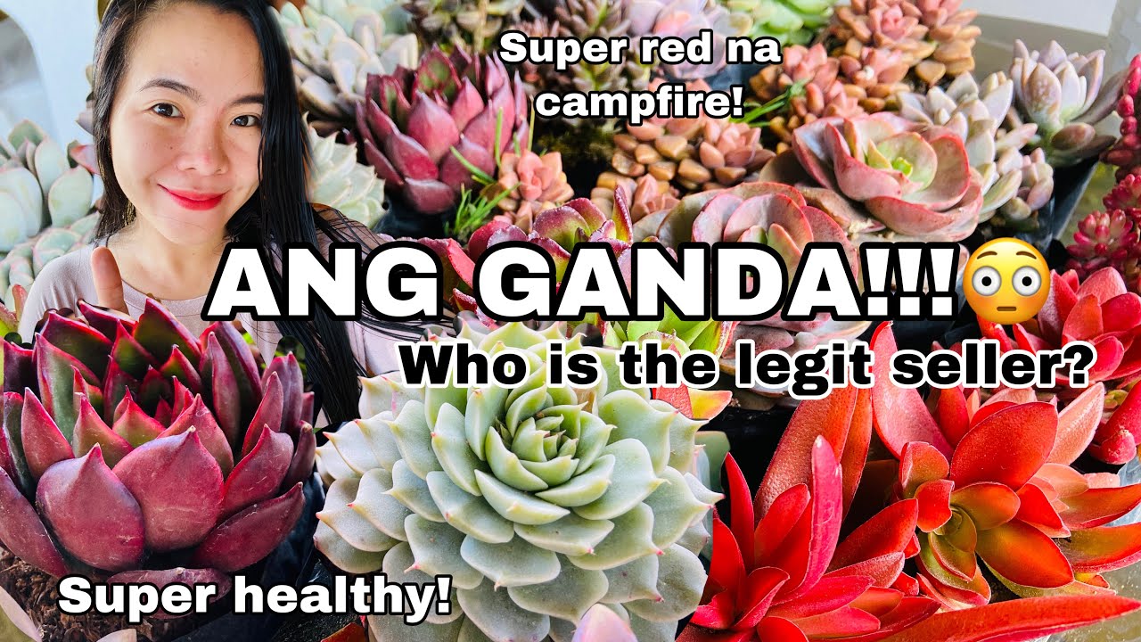 UNBOXING SUCCULENTS FROM BENGUET// Jingle’s heartstrings