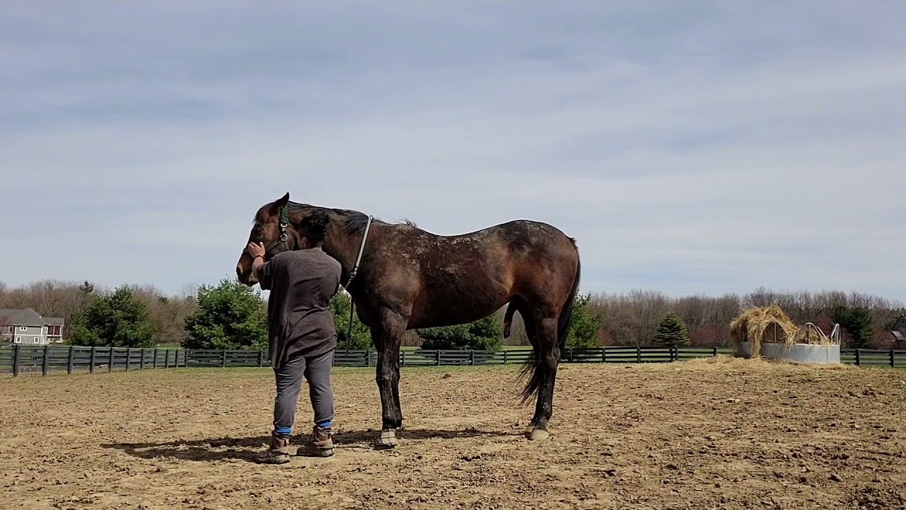 Happy Horse and Hound Sports Massage Peri 3/2021
