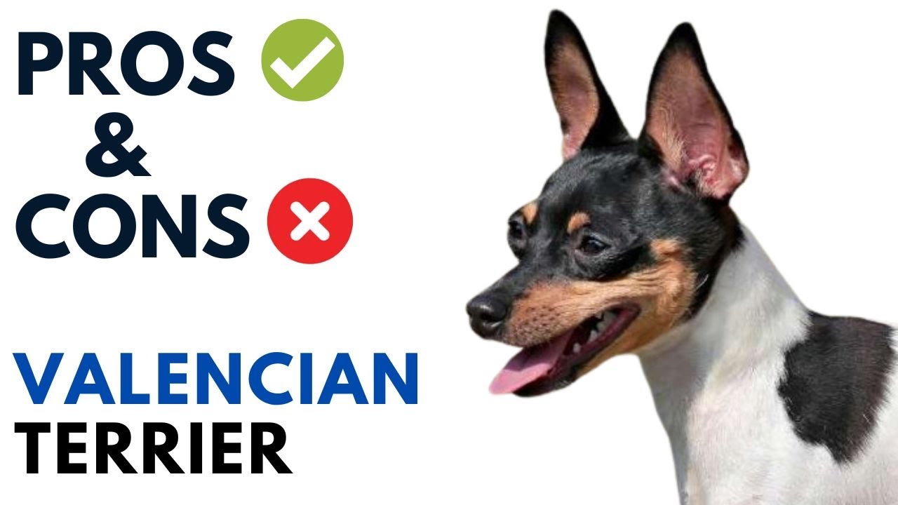 Ratonero Valenciano Pros and Cons | Valencian Terrier Dog Advantages and Disadvantages