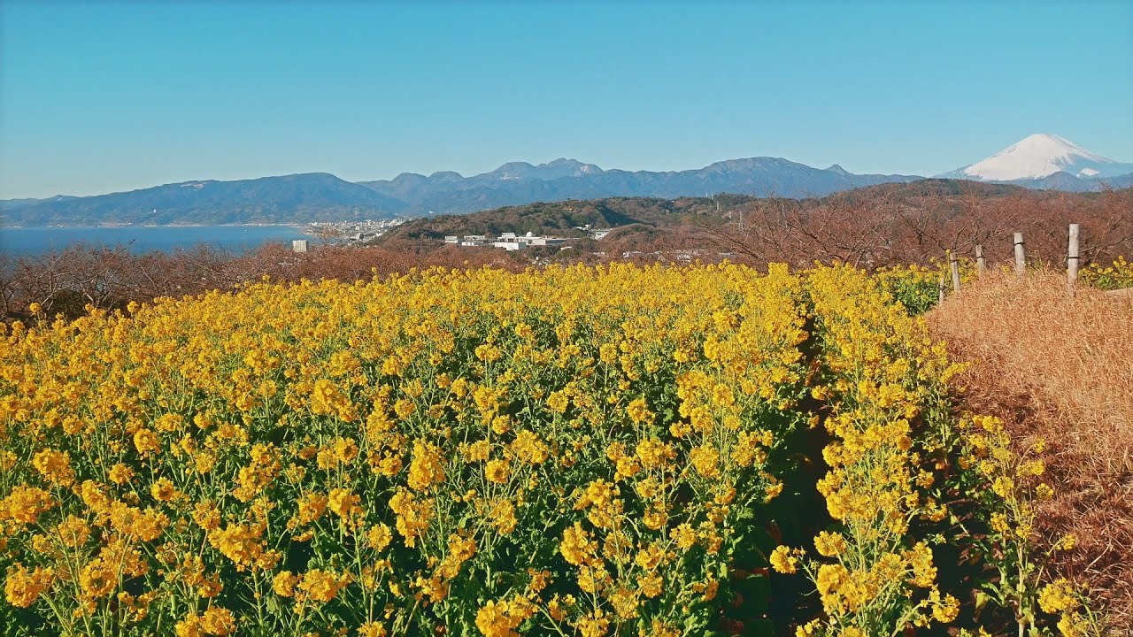 【吾妻山公園 : 菜の花と富士山 】 神奈川県 二宮町 January 23, 2026, Canola flowers