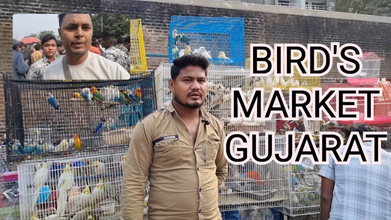 BIRD MARKET AHMEDABAD GUJARAT || 22 December 2024