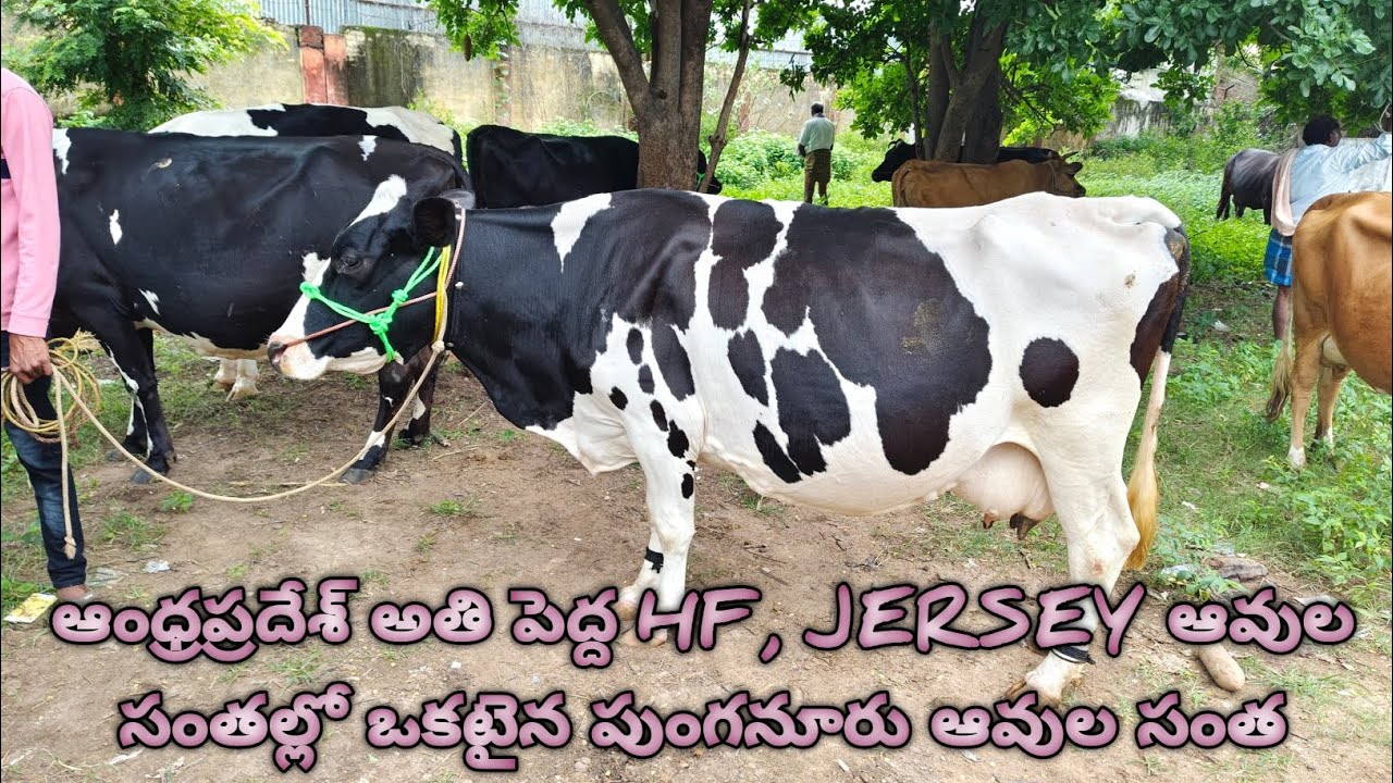 Punganur Hf, Jersey Cow Market going Every Wedensday