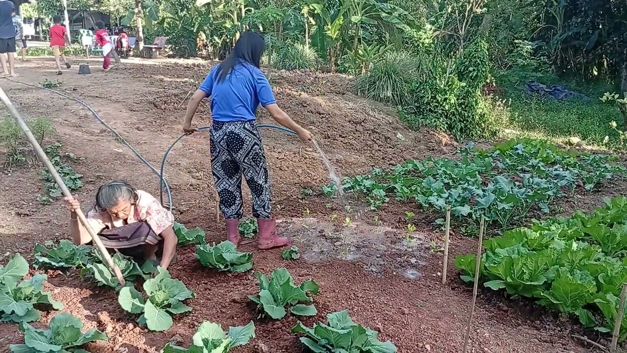 ปลูกผักสวนครัว ข้างบ้าน