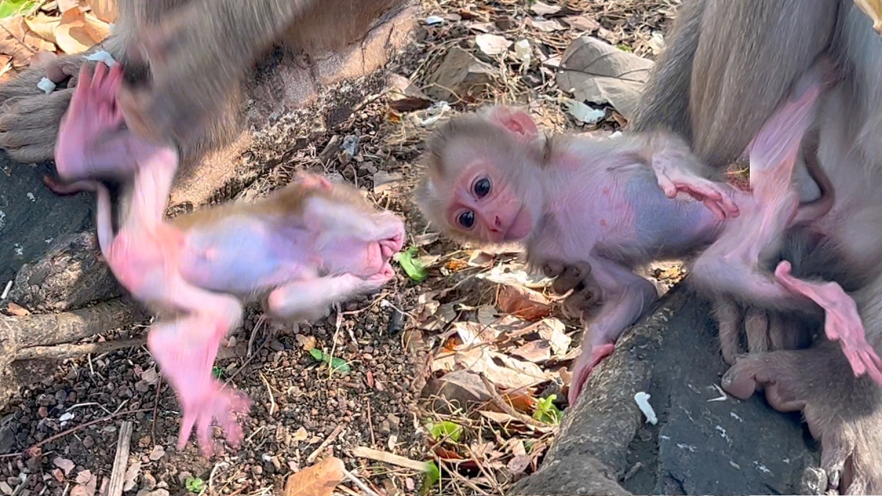 Watching Mama Gently Train Her Baby to Walk and Grow Strong 🌿💛