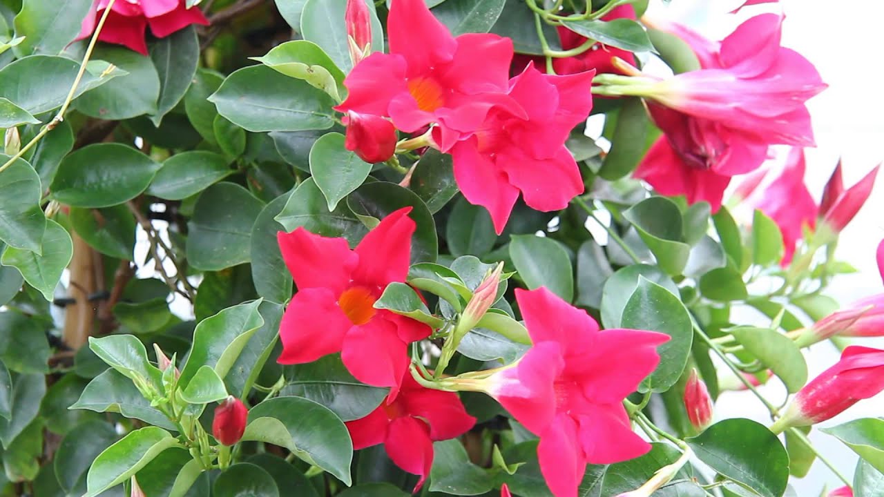 Die Dipladenia im VOL.AT-Gartentipp