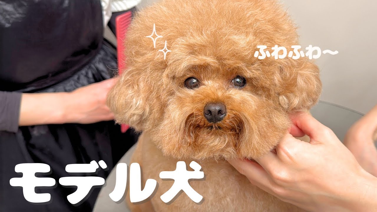 【密着】むぎのトリミングday。