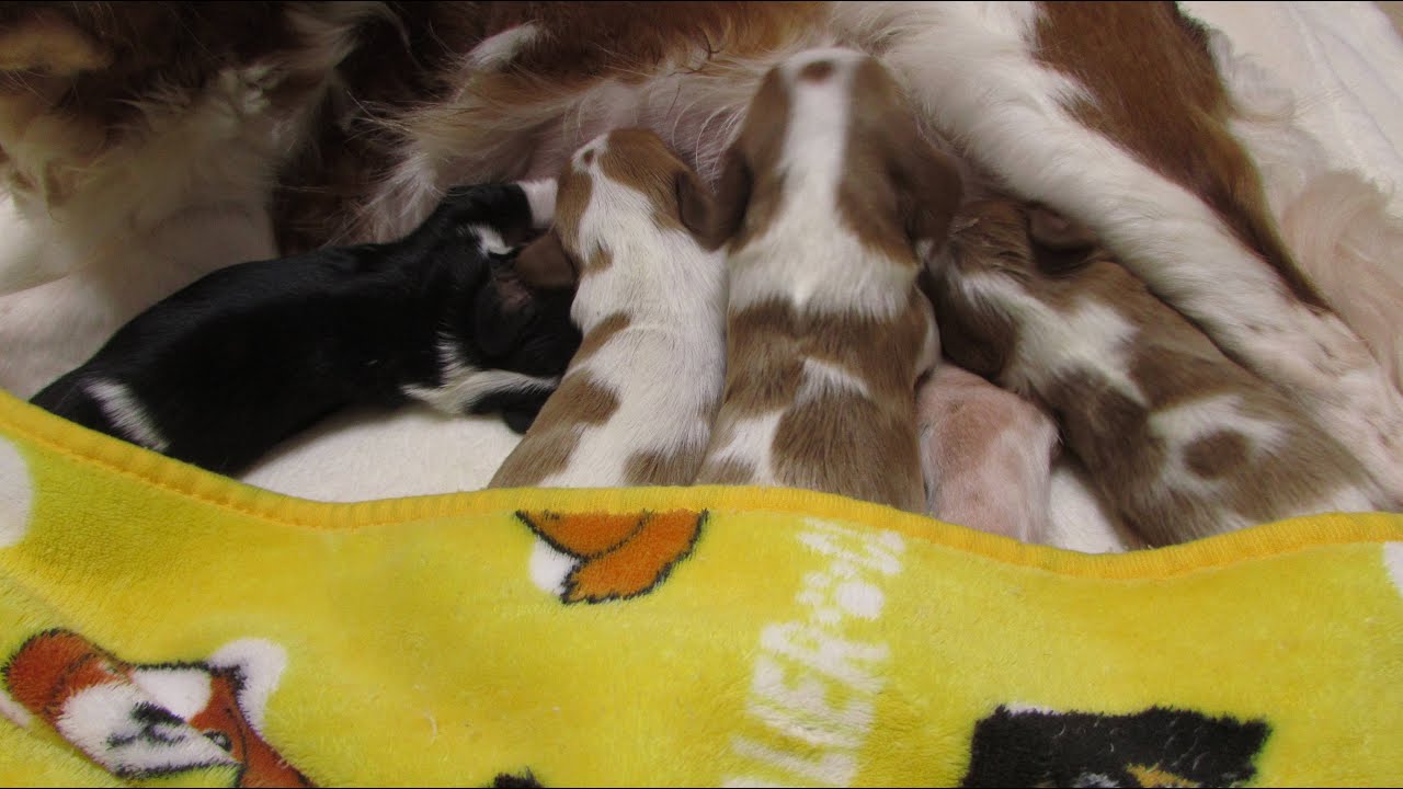 キャバリア Lemongrass 7月21日生まれの四つ子ちゃん 　生後8日目　よく飲むよ