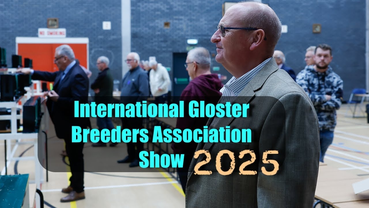 International Gloster Breeders Association Show 2025