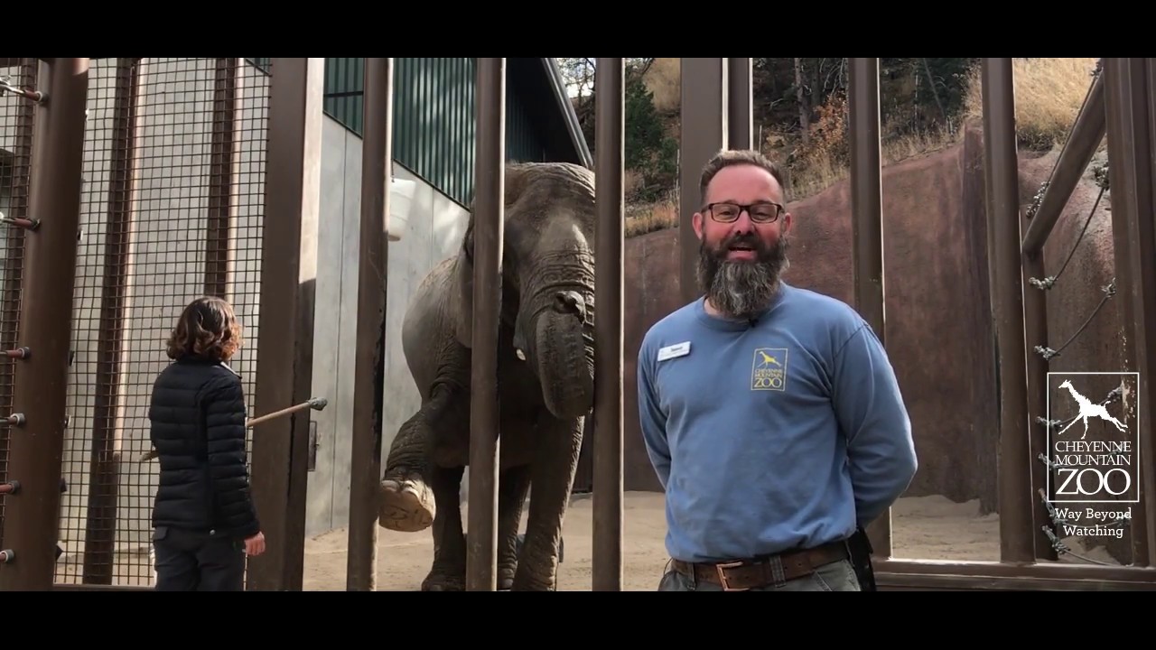 Checking in with Malaika, CMZoo African Elephant