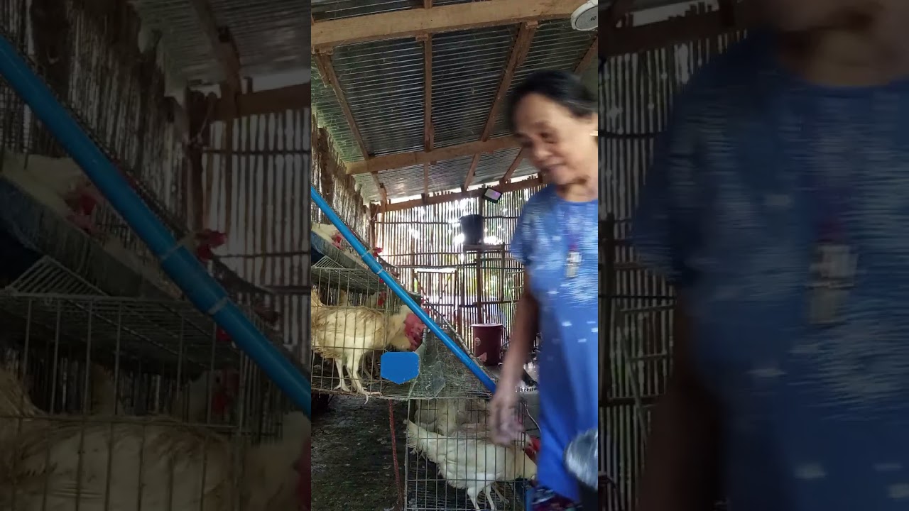 Women's Association Livelihood #egglayers #fyp #livelihood #duty