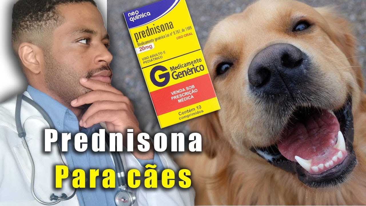 PREDNISONA para cachorro! Dose, indicações e colaterais