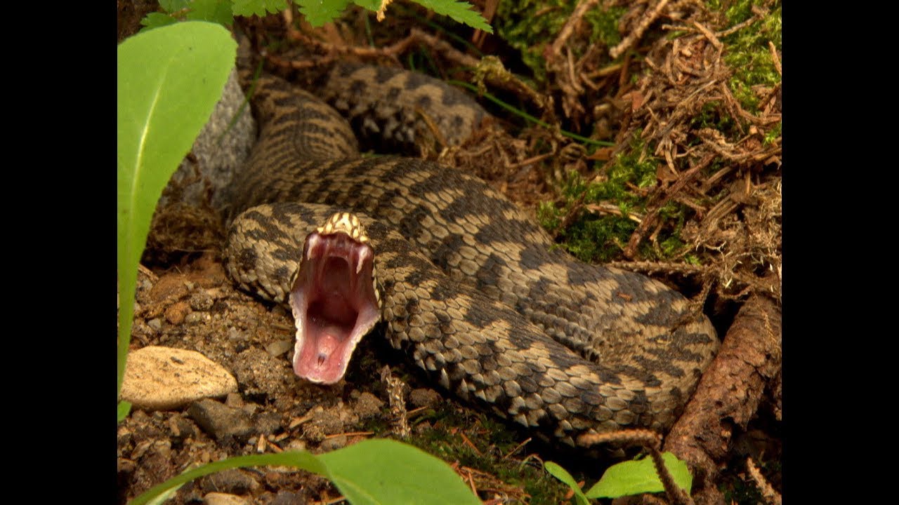 Snake Attacks in slowmotion. Striking Viper, Spitting Cobra, Python