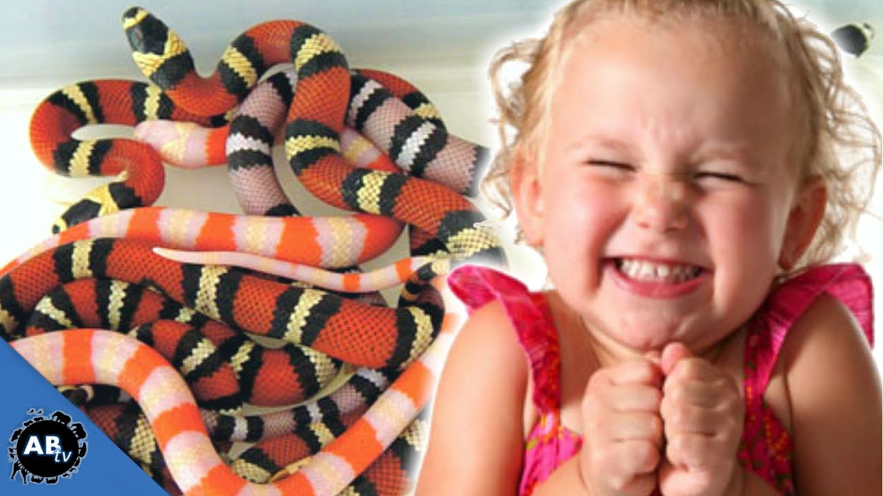 THOUSANDS  OF BABY SNAKES! SnakeBytesTV