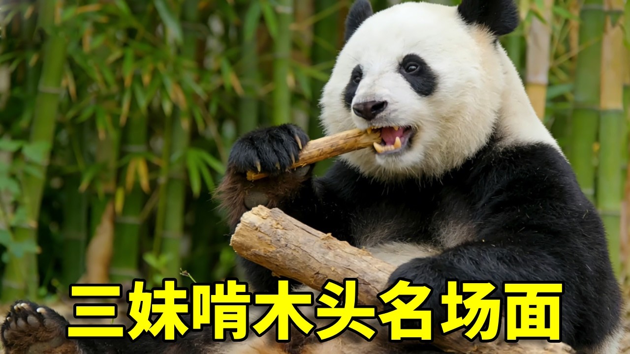 三妹一早啃木头，敦敦的表情绝了，看了不下10遍 哈哈 #大熊猫奇三妹 #大熊猫 #